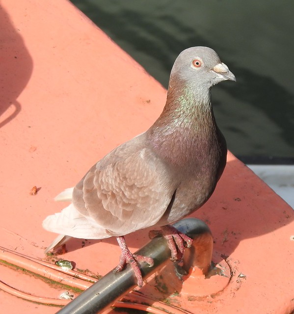 Feral Pigeon on Fishing Boat