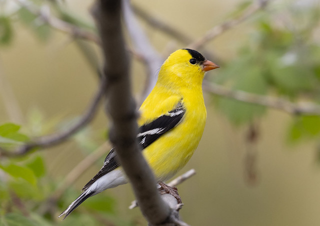 Male American Goldfinch in spring