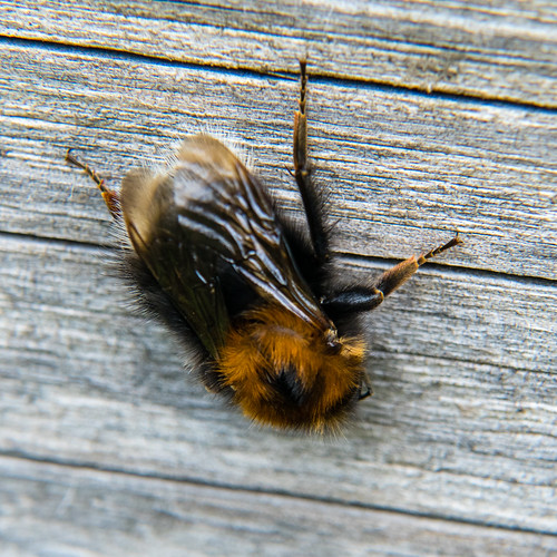 Tree bumble bee on footbridge