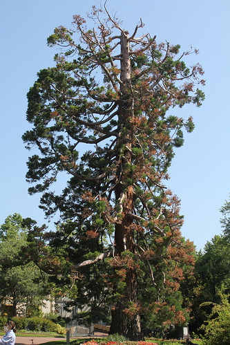 Sequoiadendron giganteum - séquoia géant - Page 4 51249493464_b7394b7323