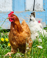 Chickens near an old blue and white shed.