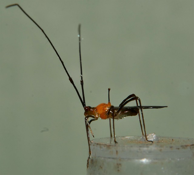 Pin in the back mirid bug Helopetlis sp Monaloniini Bryocorinae Miridae Mandalay rainforest Airlie Beach P1150170