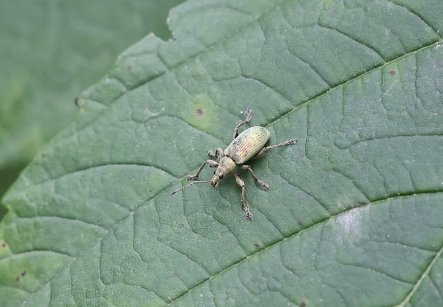 Nældesnudebille (Green Nettle Weevil / Phyllobius pomaceus)