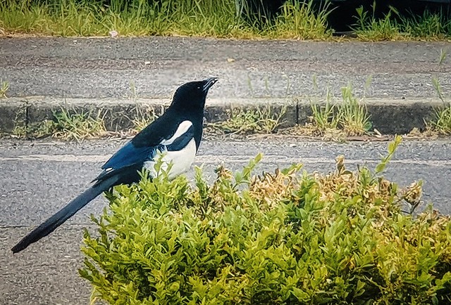 Magpie by phone