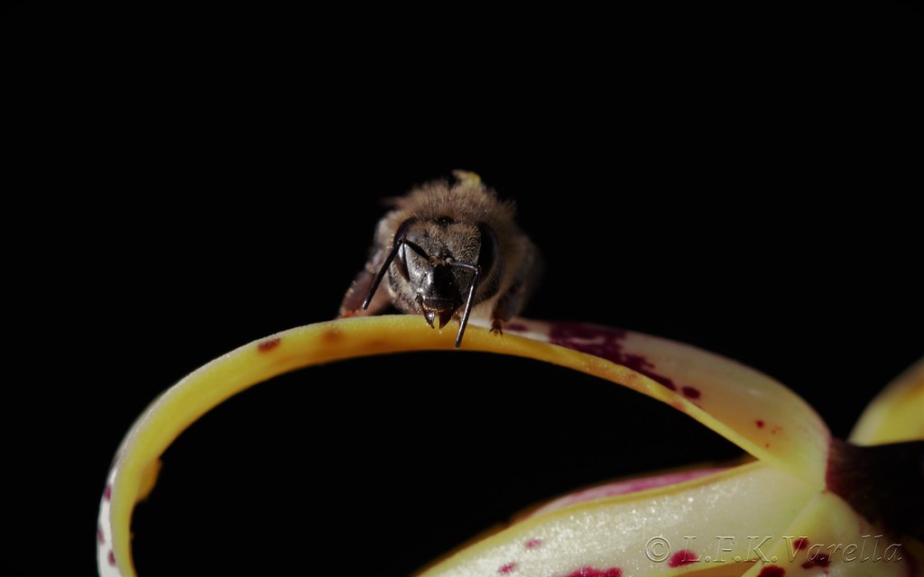 abelha na flor da Maxillaria picta