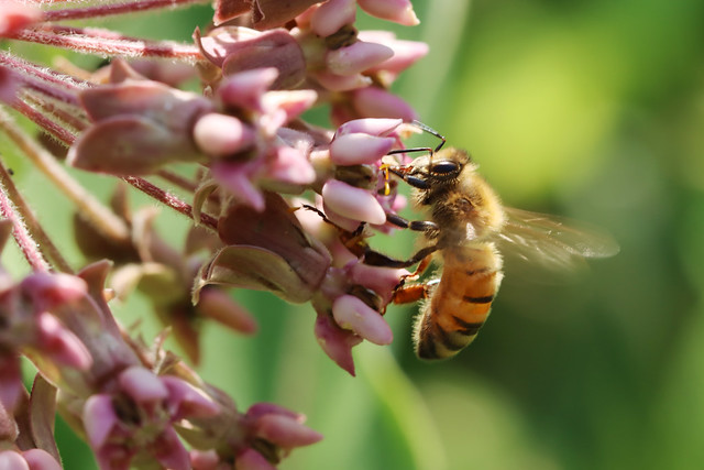 Western honey bee on common milkweed