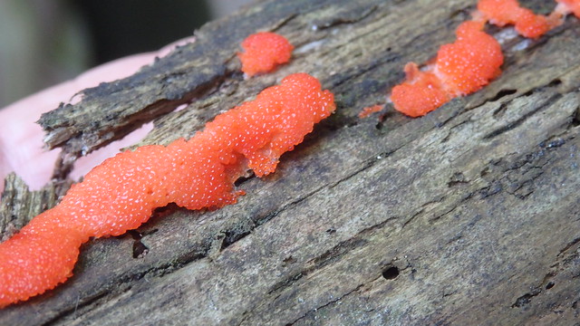 Ein Schleimpilz (Myxomycet) - Fischeier-Schleimpilz (Tubifera ferruginosa)