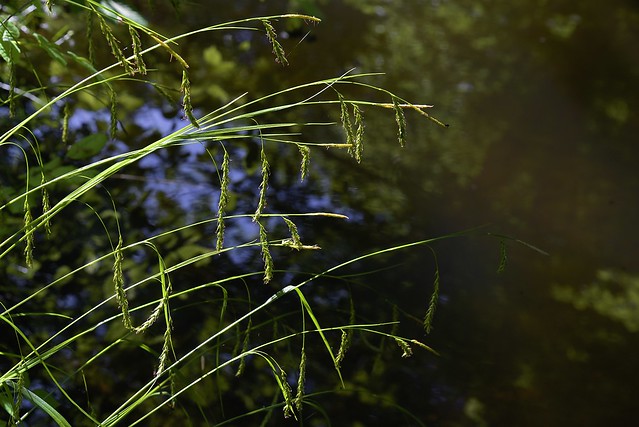 Eine Wald-Segge (Carex sylvatica) hängt ihre Blüten über die Lehmkuhle; Bergenhusen, Stapelholm (2)