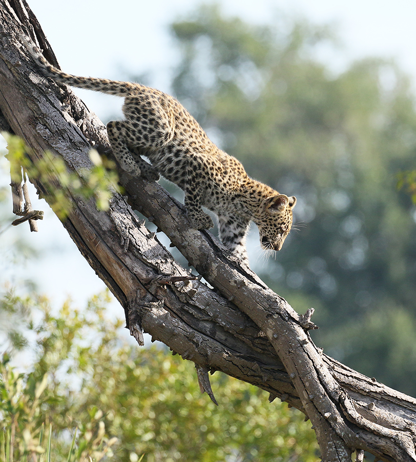 Coming down a tree for the first time is no easy task .... One of Bame's cubs - Abu - Botswana