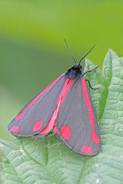 cinnabar moth (Explore)