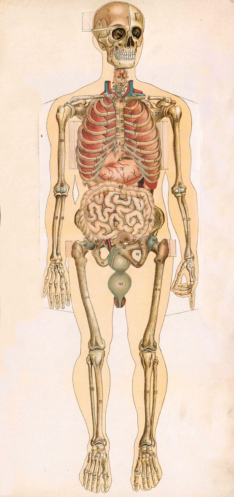 Скелет человека. Тело человека анатомия.