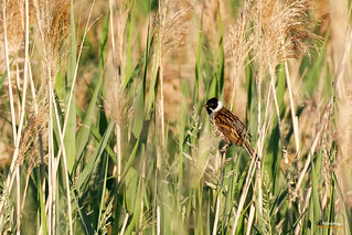 Reed Bunting    Rohrammer