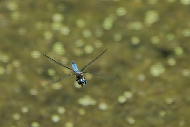 Blue Dasher Coming at You