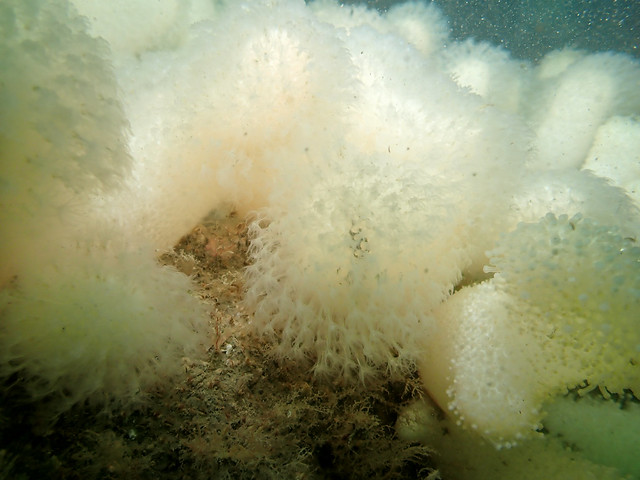 The ground was beautifully covered with white Dead Men's Finger Corals