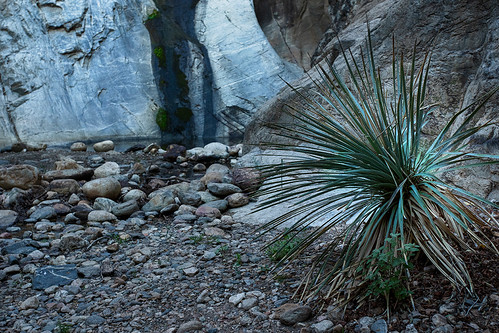 Sharp Watcher by theskyhawker, June 2021: A yucca plant stands guard at the entrance to the splash pool. // Instagram: @eric.s.ima
