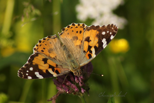 Butterfly,  Pink Lady - Vanessa cardui
