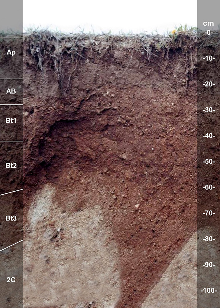Nineveh soil series