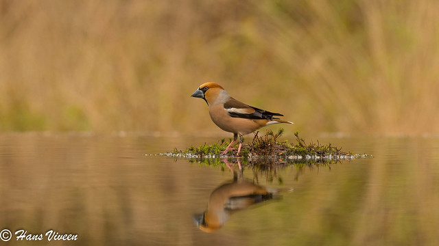 Hawfinch reflection in the pond,....