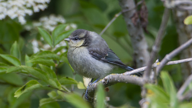 Young Blue Tit