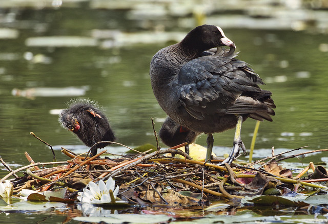 Parent Coot and chick preening