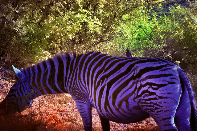 Zebra in the wild cool pic with bird on back infrared