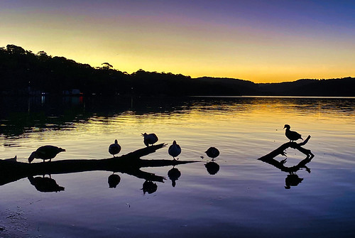 photography night outdoors narrabeen lake sunset ducks