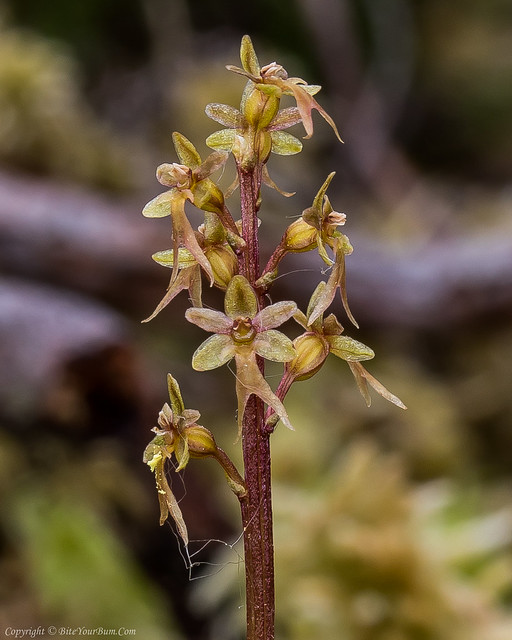 Lesser Twayblade Orchid (Neottia cordata)