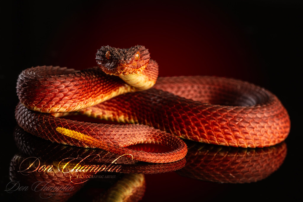 The variable bush viper (Atheris squamigera) is a beautiful, almost dragon  like, snake species that displays a huge variety of colors…
