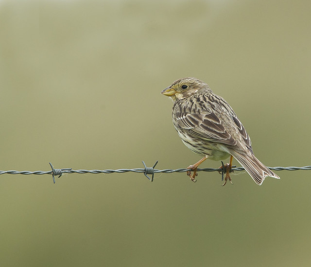 Corn Bunting  North Uist Outer Hebrides Scotland June 2021