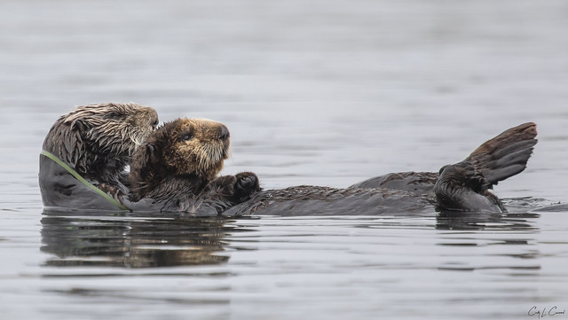 California Sea Otter mom and pup