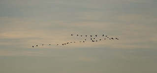 Flight of Birds