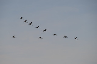 Flight of Birds