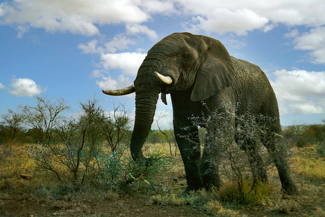 Elephant - Kruger National Park, South Africa