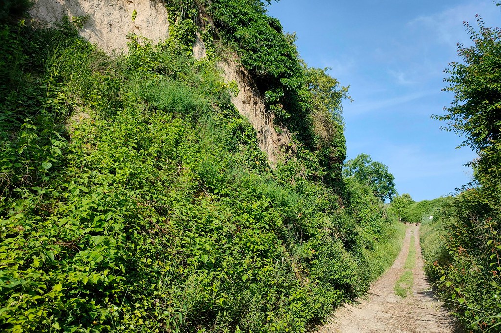 Hohlwege bei Alsheim