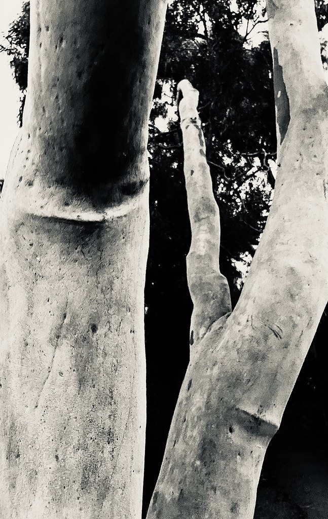 168/365. B&W of Eucalyptus mannifera, commonly known as the brittle gum