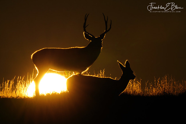 Deer Sun Filters