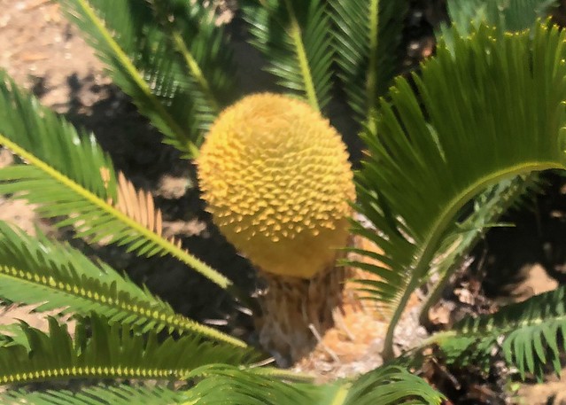 Yellow Cone