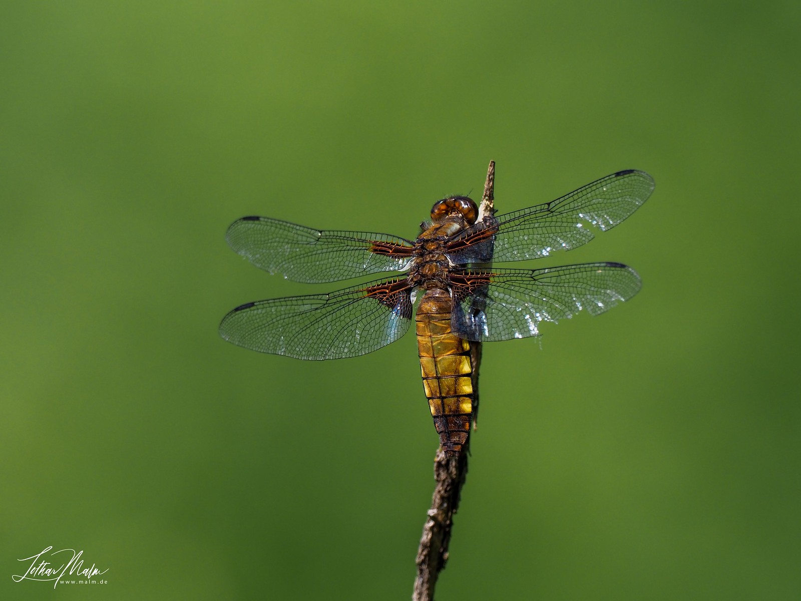 Dragonfly-Weibliche Plattbauchlibelle