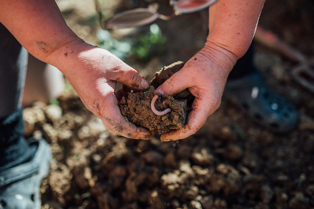 Gardener holding a lump of soil with an earthworm inside
