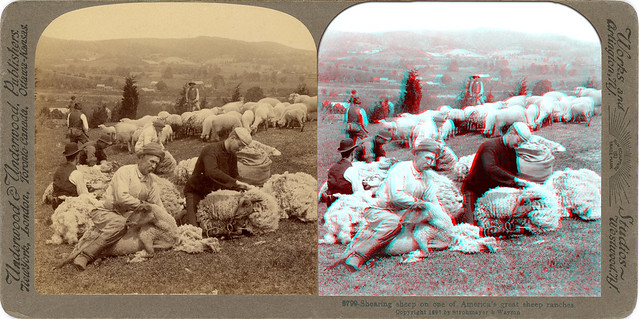 Shearing sheep on one of America's great sheep ranches