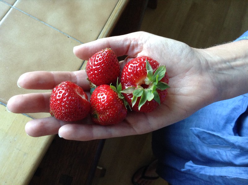 My first crop of strawberries