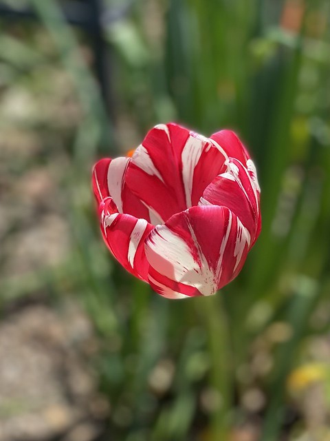 Tulipa “Mabel”