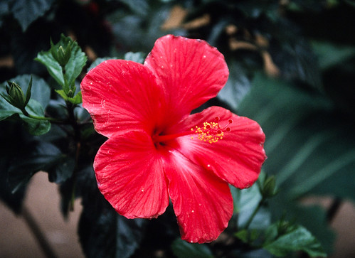 Hibiscus Flower (1)