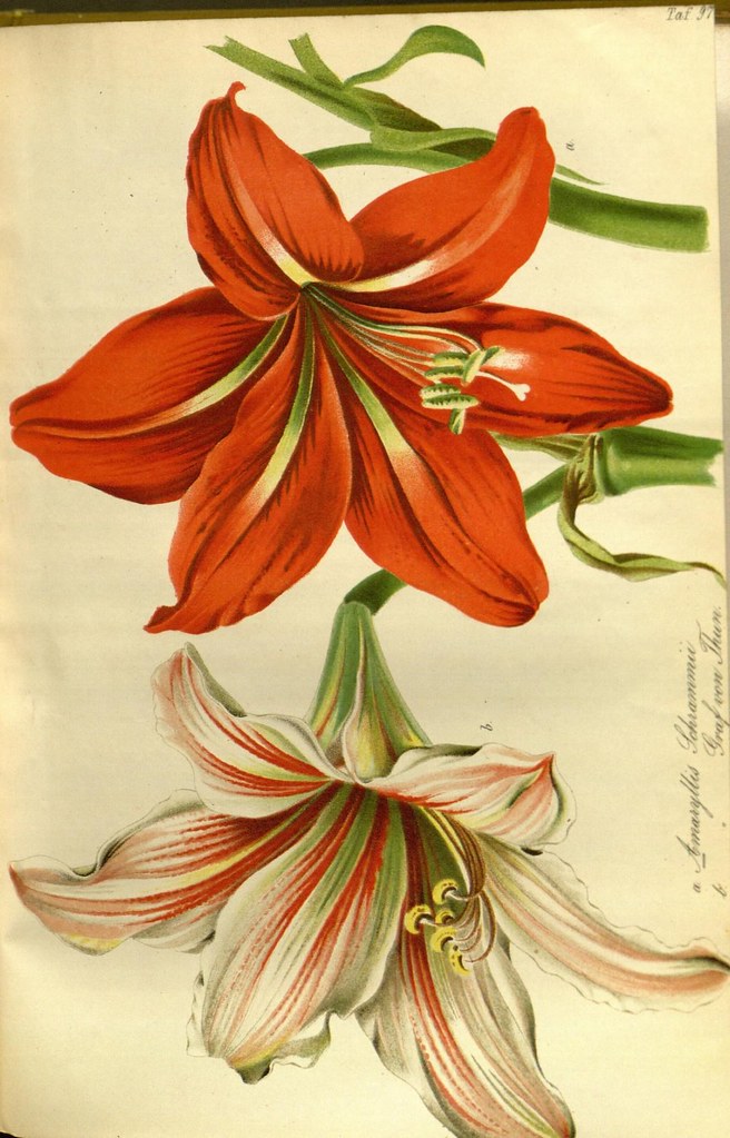 n341_w1150 | Gartenflora Erlangen :F. Enke,1852-1940. biodiv… | Flickr