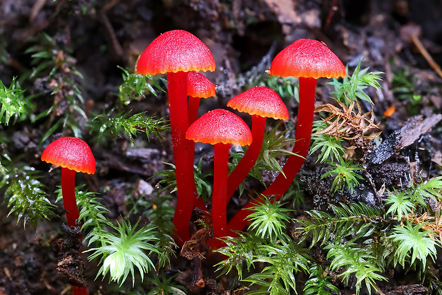 Red Toadstools 219 6009