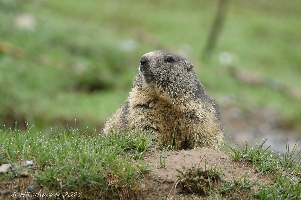 Marmotte des Alpes - Marmota marmota - Alpine Marmot | Flickr