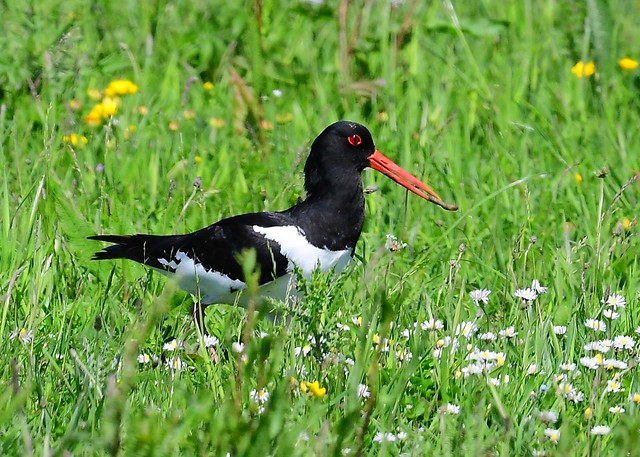 Oystercatcher with Leather jacket for lunch.