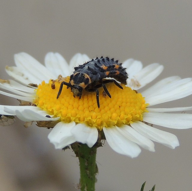 7-spot ladybird larva (Coccinella septempunctata)