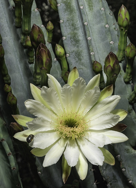 Cactus Flower And Buds With Pollinator