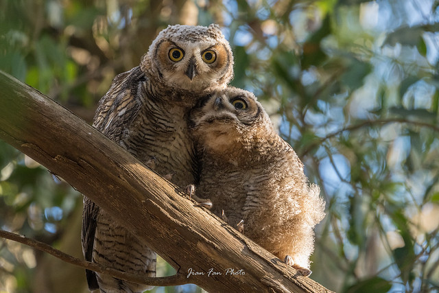 Affectionate great horned owl siblings
